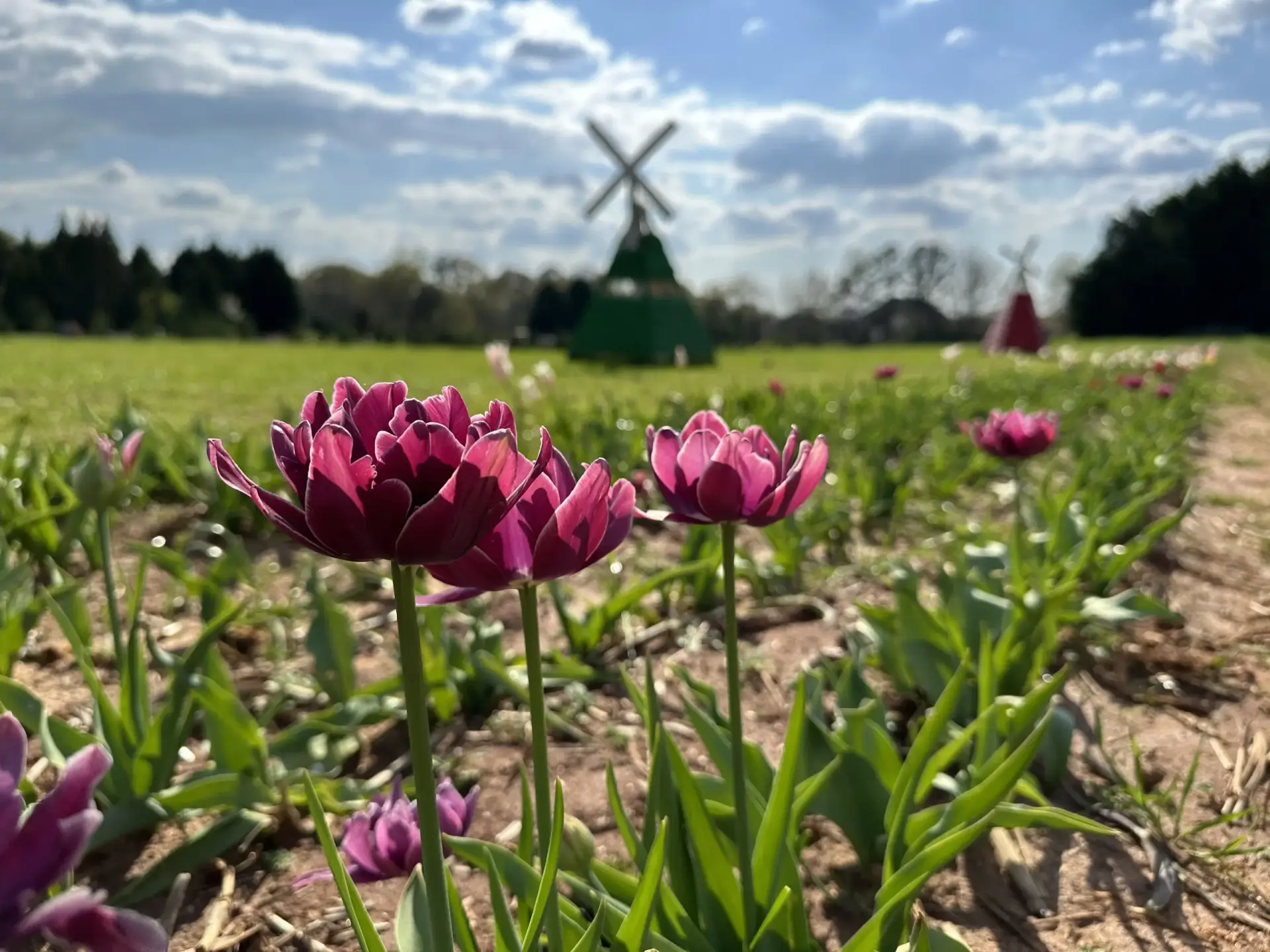 Close-up of vibrant tulips with a windmill in the background at Yule Forest.