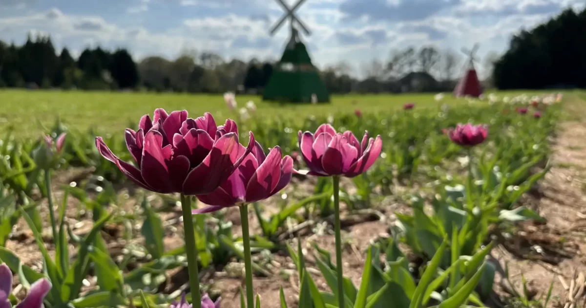 Close-up of vibrant tulips with a windmill in the background at Yule Forest.