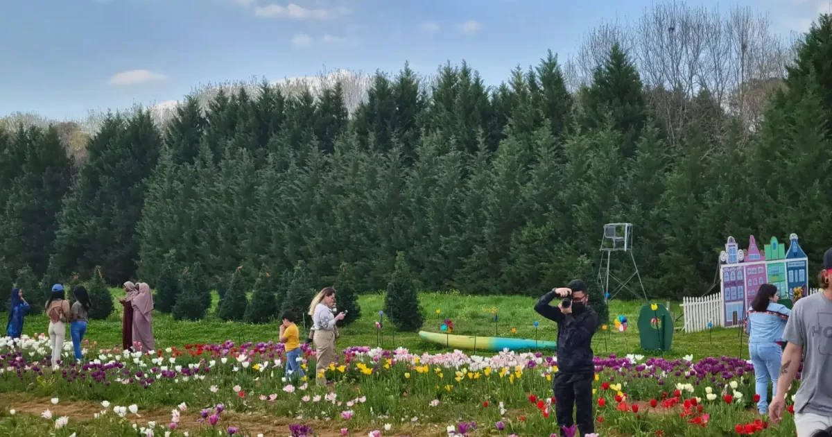 Visitors exploring the fields and activities at the Tulip Festival at Yule Forest.